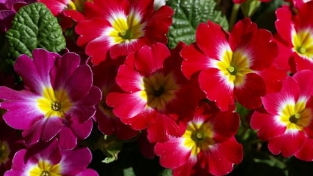 PETUNIAS - leaves, petals, nature, colors