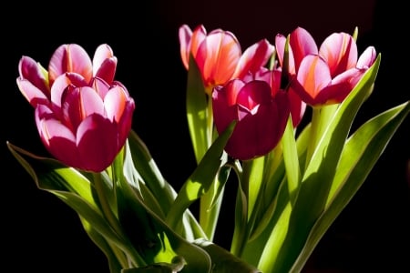 TULIPS - leaves, stems, petals, colors