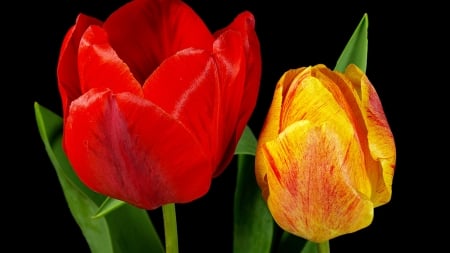 TULIPS - leaves, stems, petals, colors