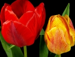 TULIPS