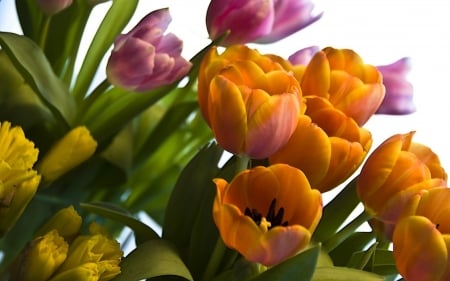 TULIPS - leaves, stems, petals, colors