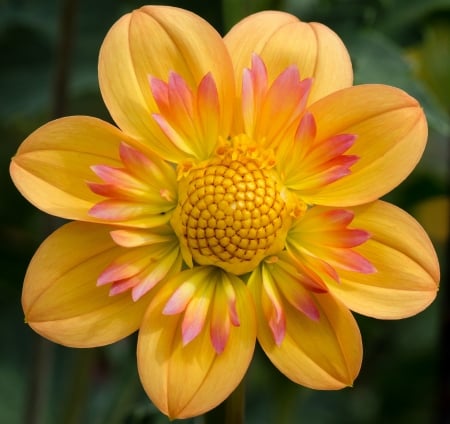 DAHLIA - leaves, flower, petals, colors