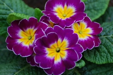 PRIMROSE - leaves, petals, nature, colors