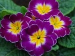 PRIMROSE