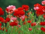 POPPIES