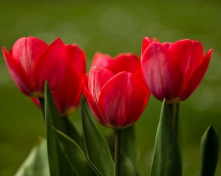 TULIPS - stems, petals, nature, colors