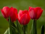 TULIPS