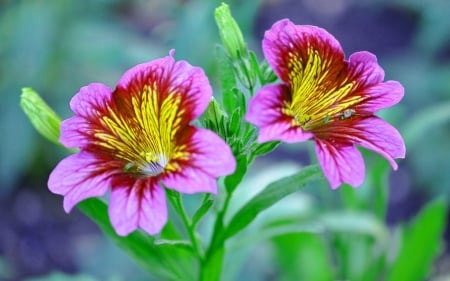 PETUNIAS - leaves, stems, petals, colors