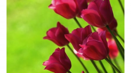 TULIPS - NATURE, COLORS, STEMS, PETALS