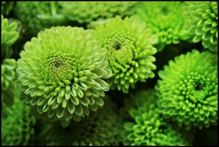 CHRYSANTHEMUMS - flower, petals, nature, color