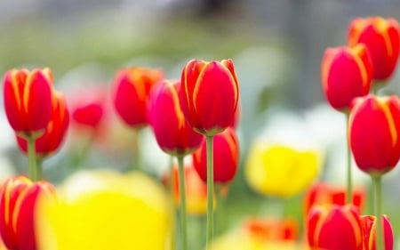 TULIPS - stems, petals, nature, colors