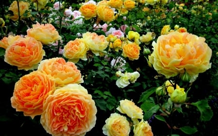 ROSES - COLORS, LEAVES, STEMS, PETALS