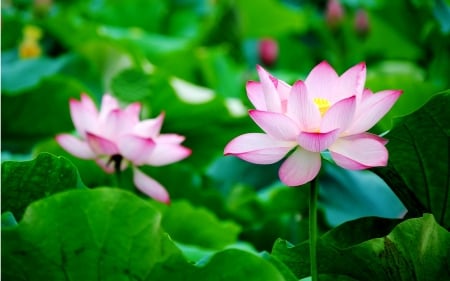 LOTUS - leaves, stems, petals, colors