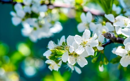 BLOOMS - leaves, stems, petals, colors