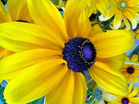 FLOWERS - leaves, petals, nature, color