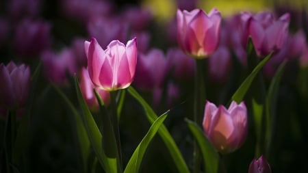 TULIPS - leaves, stems, petals, color