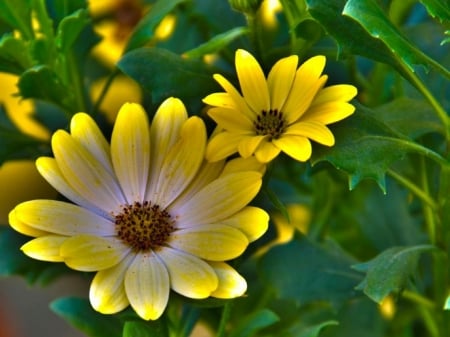 FLOWERS - leaves, stems, petals, colors