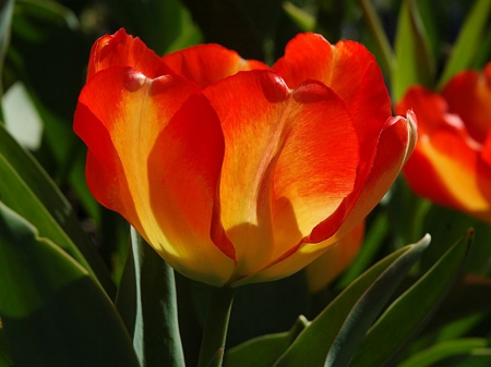 TULIPS - leaves, colors, stems, petals