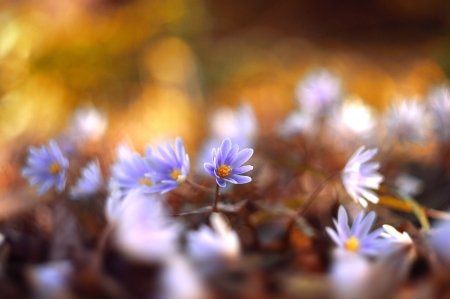 Depth of Nature - flowers, blur, nature, close up