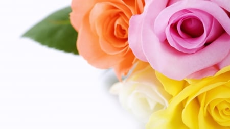 ROSES - flowers, leaf, petals, colors