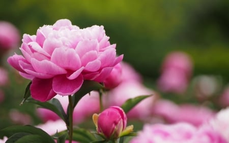 PEONIES - leaves, nature, stems, petals