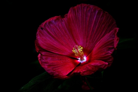 HIBISCUS - flower, petals, nature, color