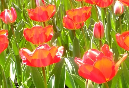 TULIPS - COLORS, LEAVES, STEMS, PETALS