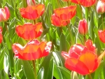 TULIPS