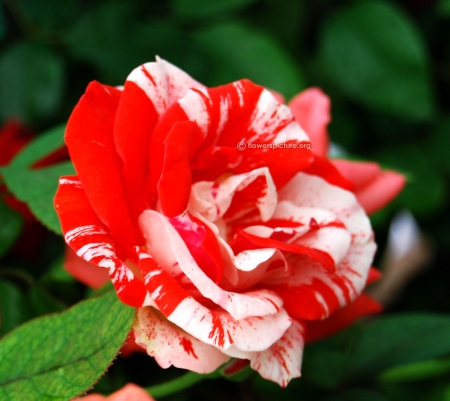 ROSE - NATURE, COLORS, LEAVES, PETALS