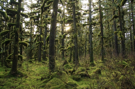 Alaska forest - nature, fun, trees, cool, forest, alaska