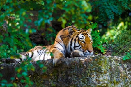 Tiger - animal, sleep, summer, paw, green, tiger