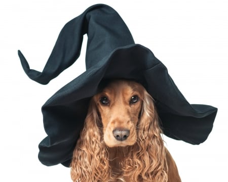 Happy Halloween! - hat, cocker spaniel, funny, black, witch, halloween, caine, dog, animal, cute