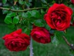 Red Roses