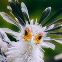 Secretary bird