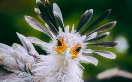 Secretary bird - bird, yellow, funny, green, pasare, face, feather