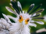 Secretary bird