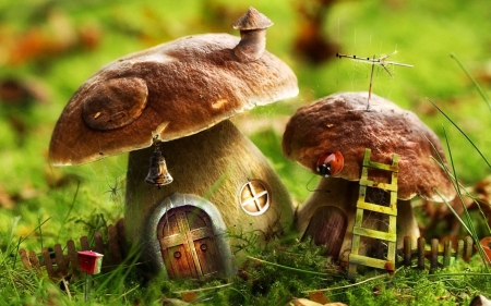 morel mushroom - house, grass, morel, mushroom