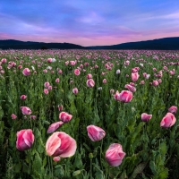 Poppy Field