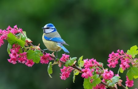 Bird on branch - adorable, branch, summer, sweet, cute, bird, little