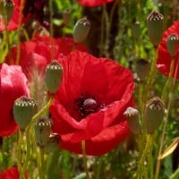 Poppy field