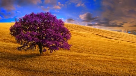 Lonely tree in the field - sky, pretty, lonely, beautiful, summer, field, tree