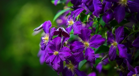 Macro flowers - pretty, summer, blue, beautiful, lovely, flowers, purple, garden, macro