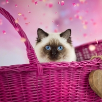 Kitty in pink basket