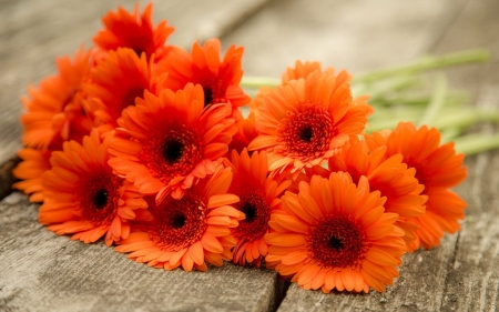 pretty orange flowers - nature, orange, flowers, background