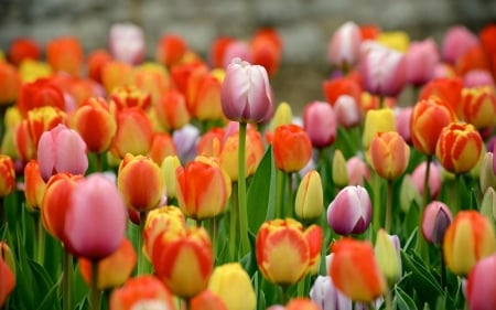 many flowers - flowers, colorful, tulips, nature