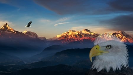 Sunrise Eagle Morning - morning, sky, freedom, collage, mountains, sunset, mist, bird, eagle, dawn, fog, sunrise, firefox persona theme