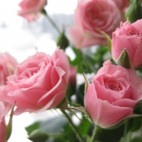 lovely pink roses