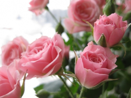 lovely pink roses - roses, flowers, lovely, pink