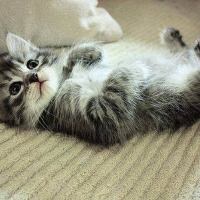 cute kitten