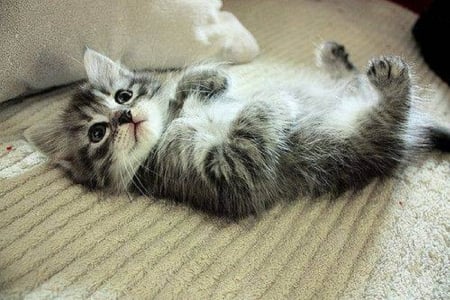 cute kitten - cute, cats, kitten, animals